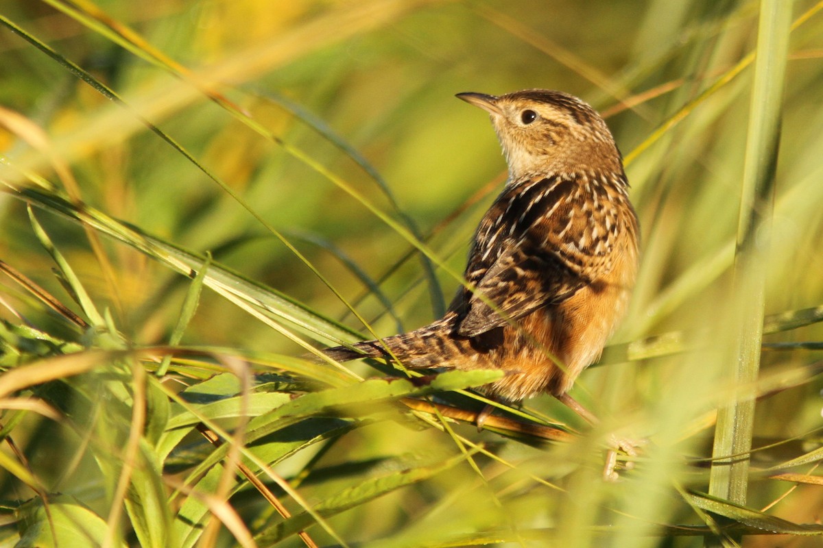Sedge Wren - ML642707141