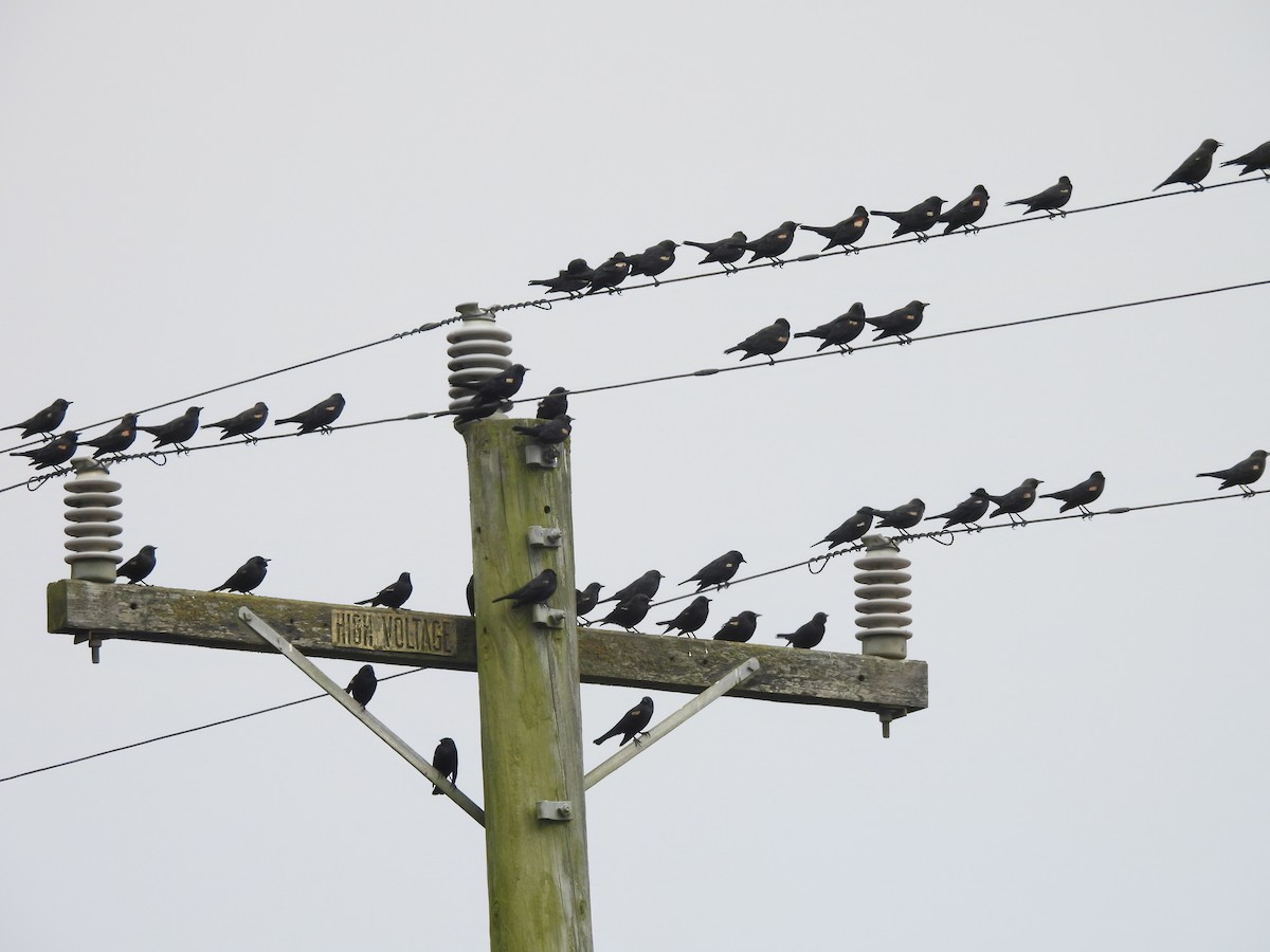 Tricolored Blackbird - ML642707148