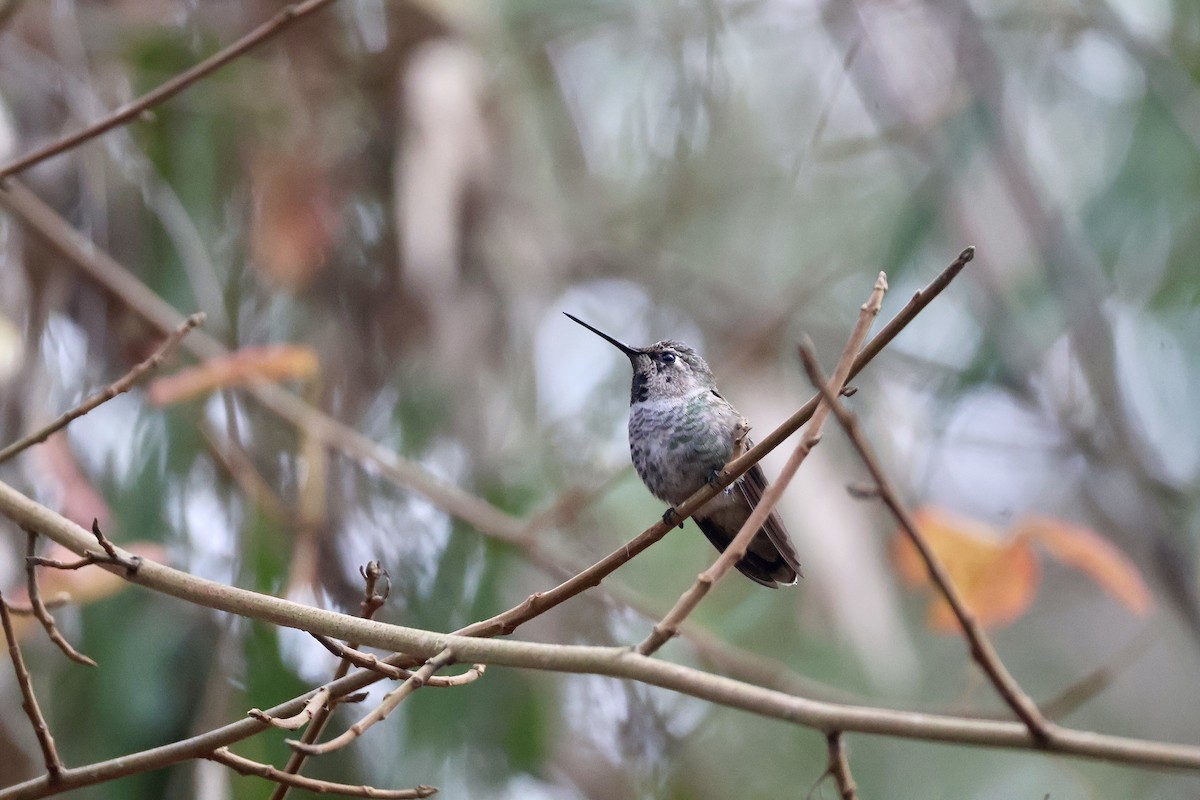 Anna's Hummingbird - ML642707154