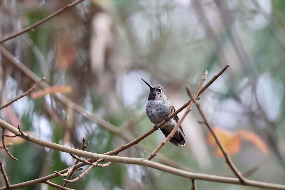 Anna's Hummingbird - ML642707155