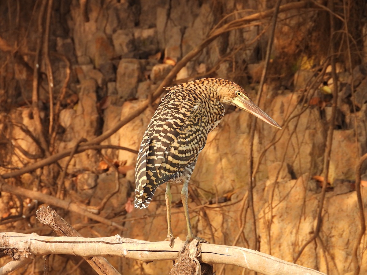 Rufescent Tiger-Heron - ML642707157