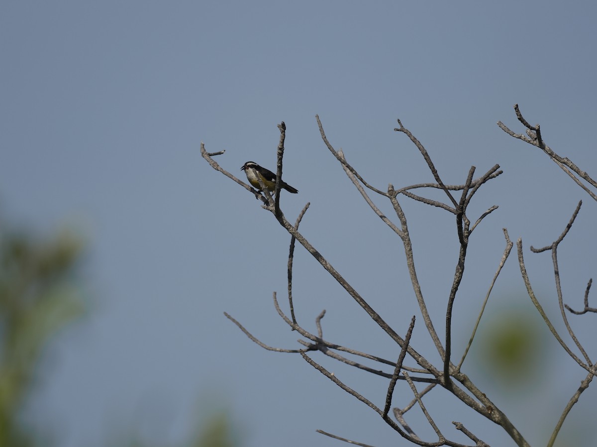 Bananaquit (Cozumel I.) - ML642707158