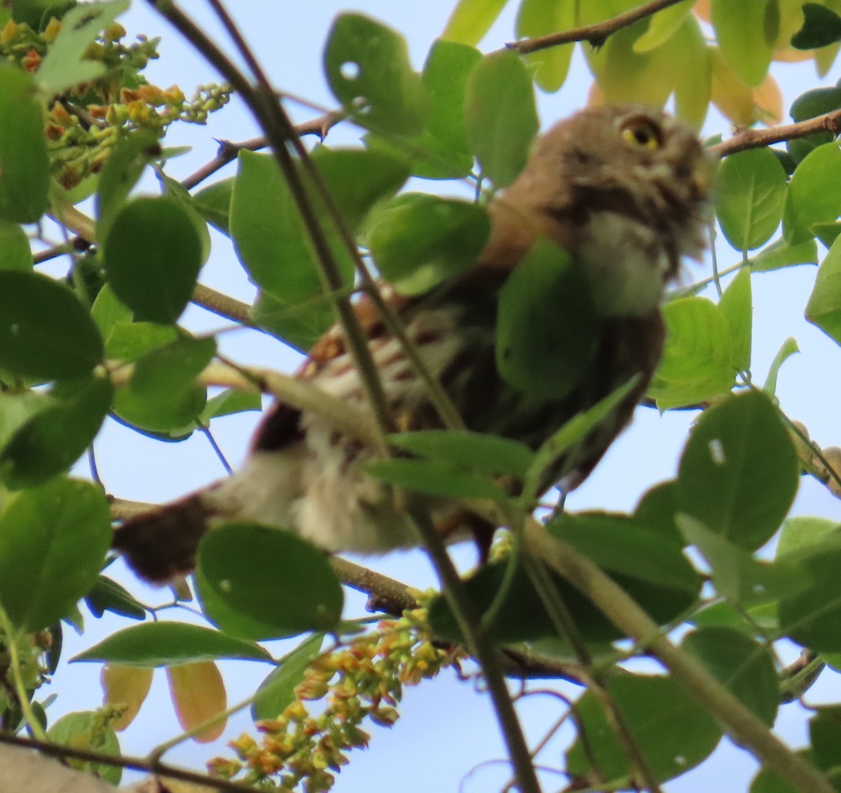 アカスズメフクロウ - ML642707162