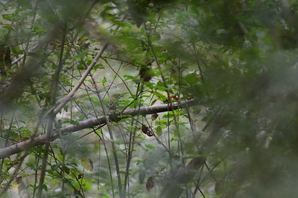 Chestnut-sided Warbler - ML642707169