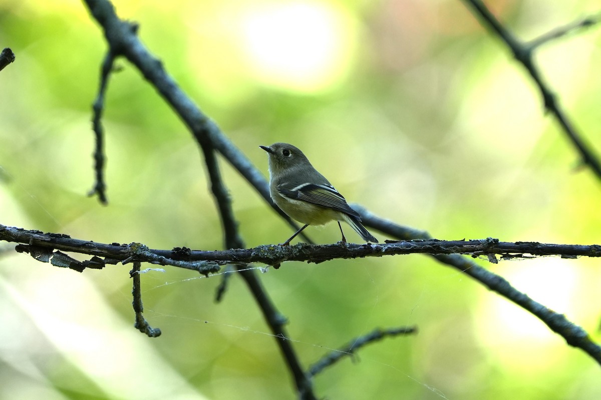 Ruby-crowned Kinglet - ML642707173