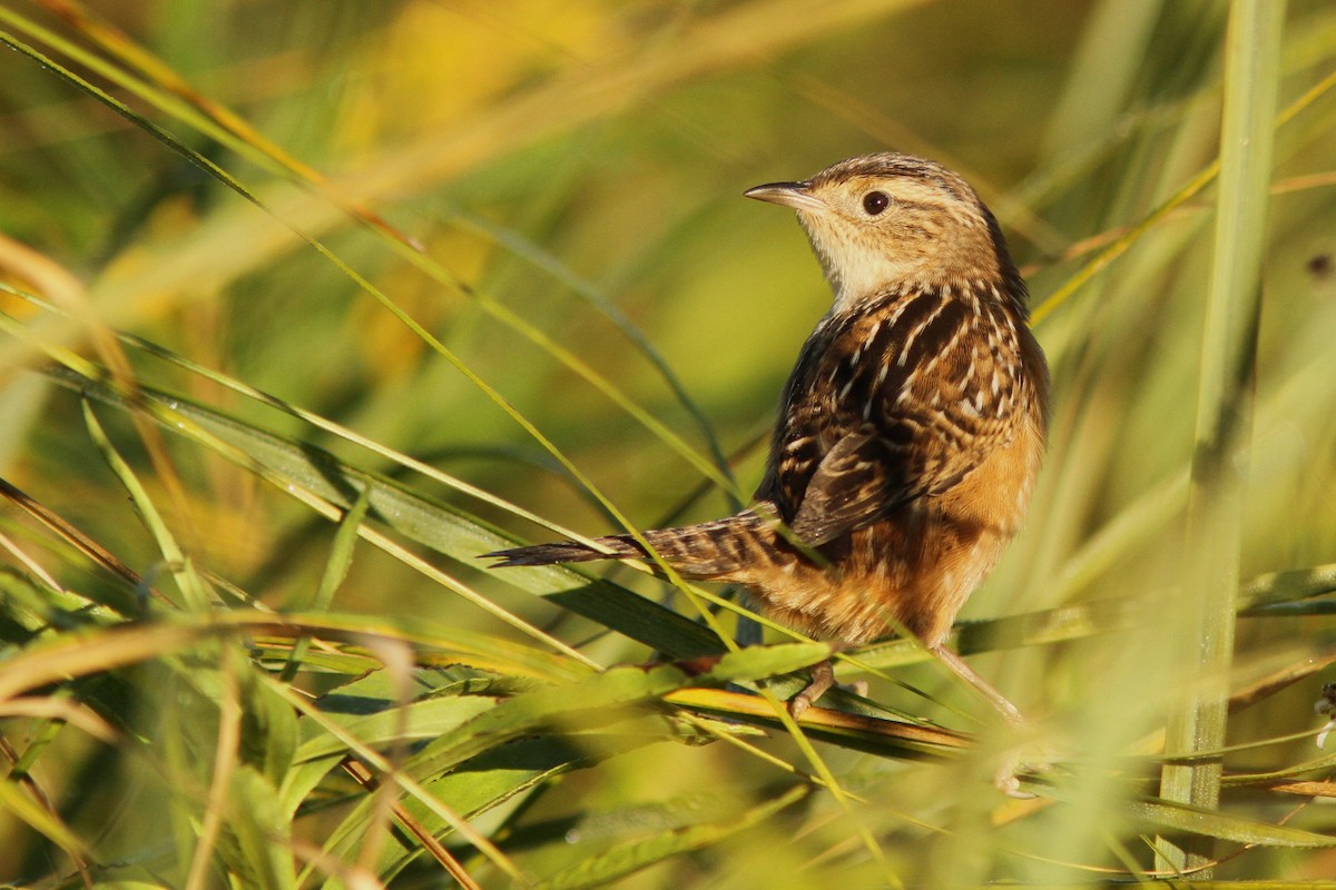 Sedge Wren - ML642707177