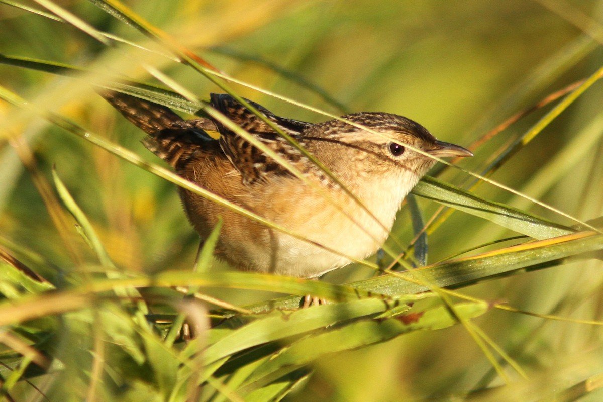 Sedge Wren - ML642707191