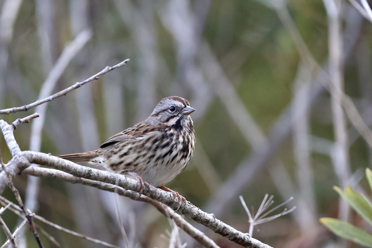 Song Sparrow - ML642707203