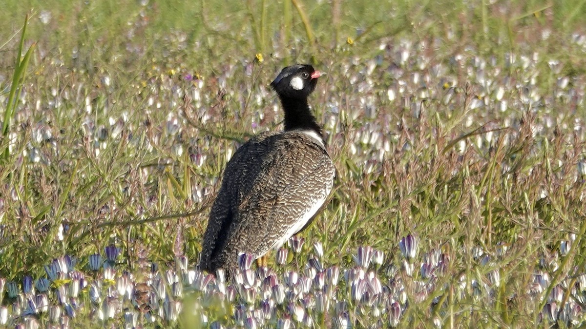 Black Bustard - ML642707206