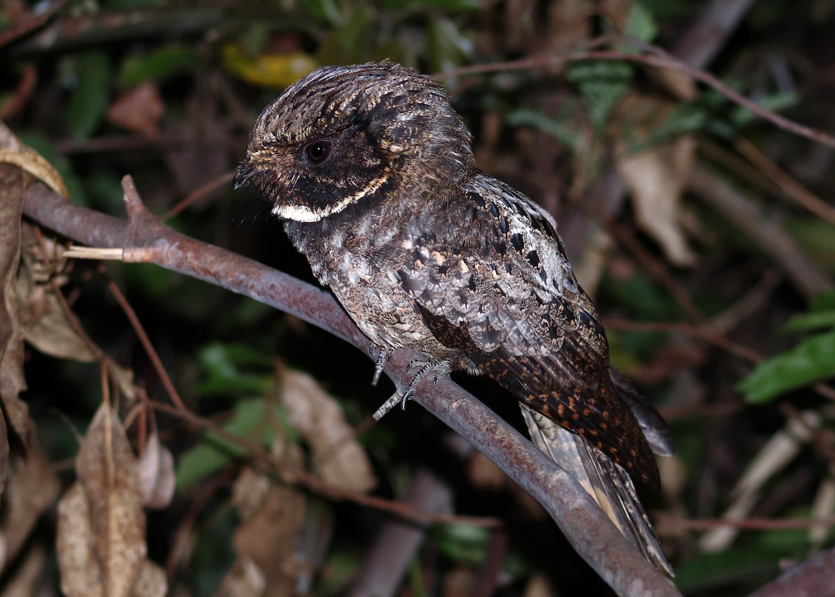 Rufous Nightjar - ML642707208
