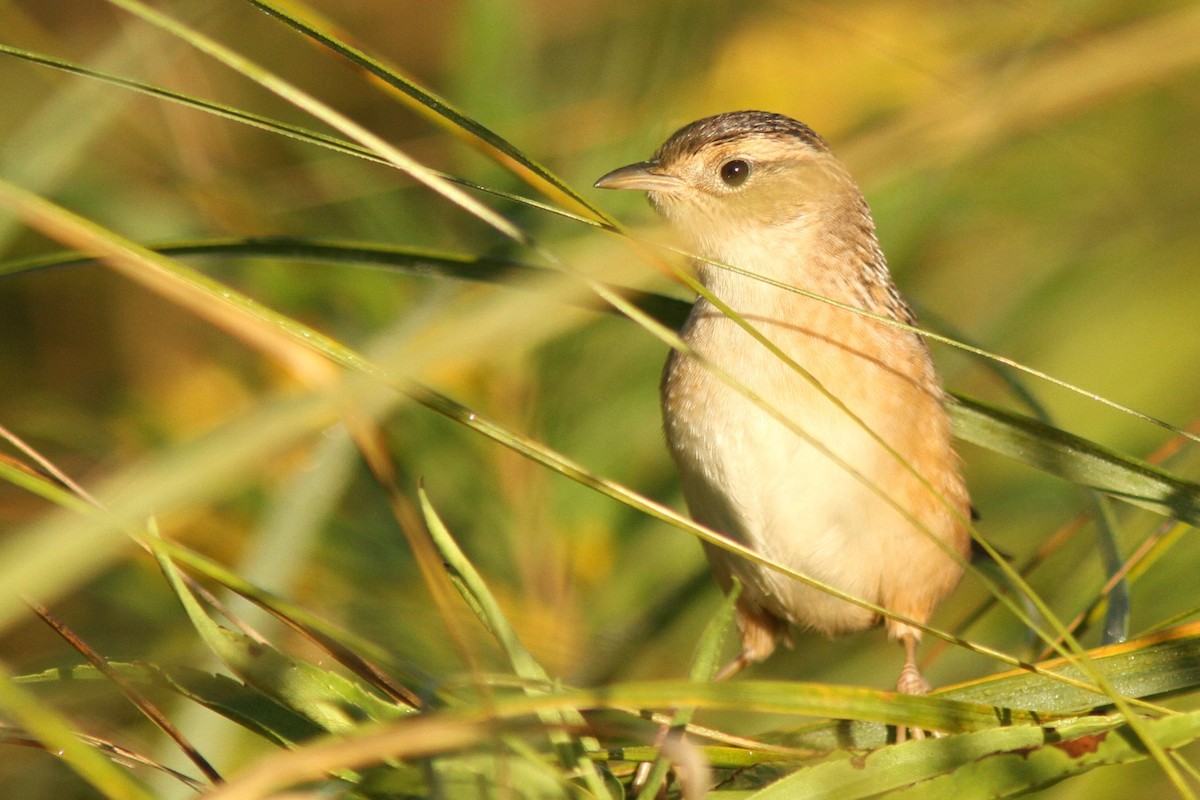 Sedge Wren - ML642707214