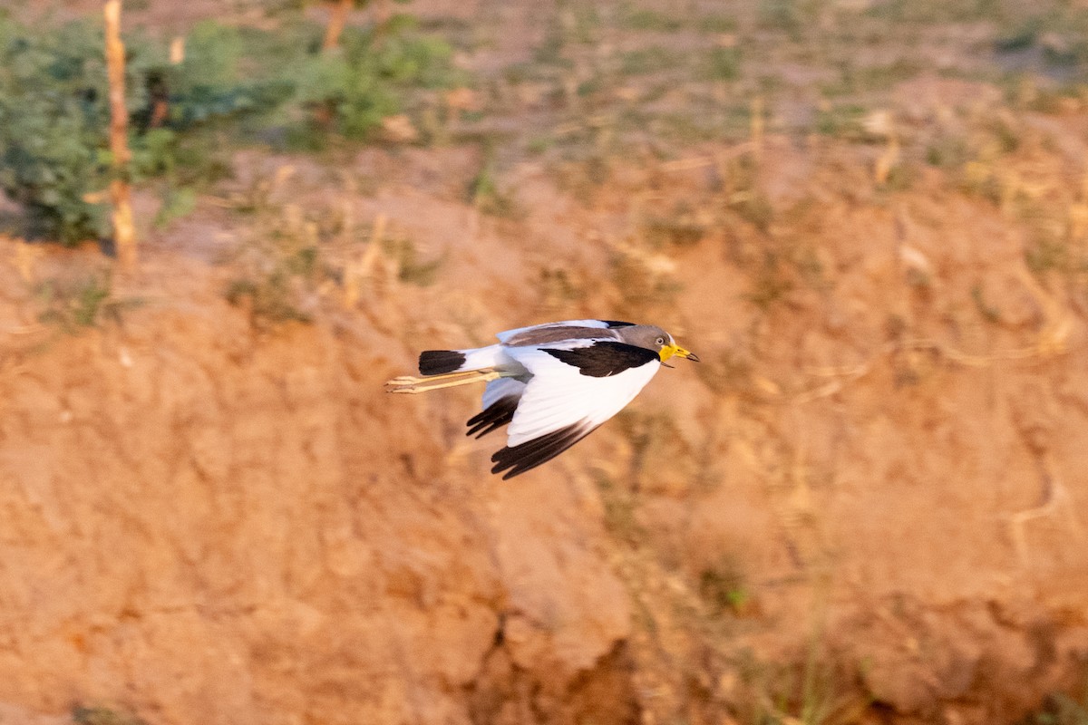 White-crowned Lapwing - ML642707219