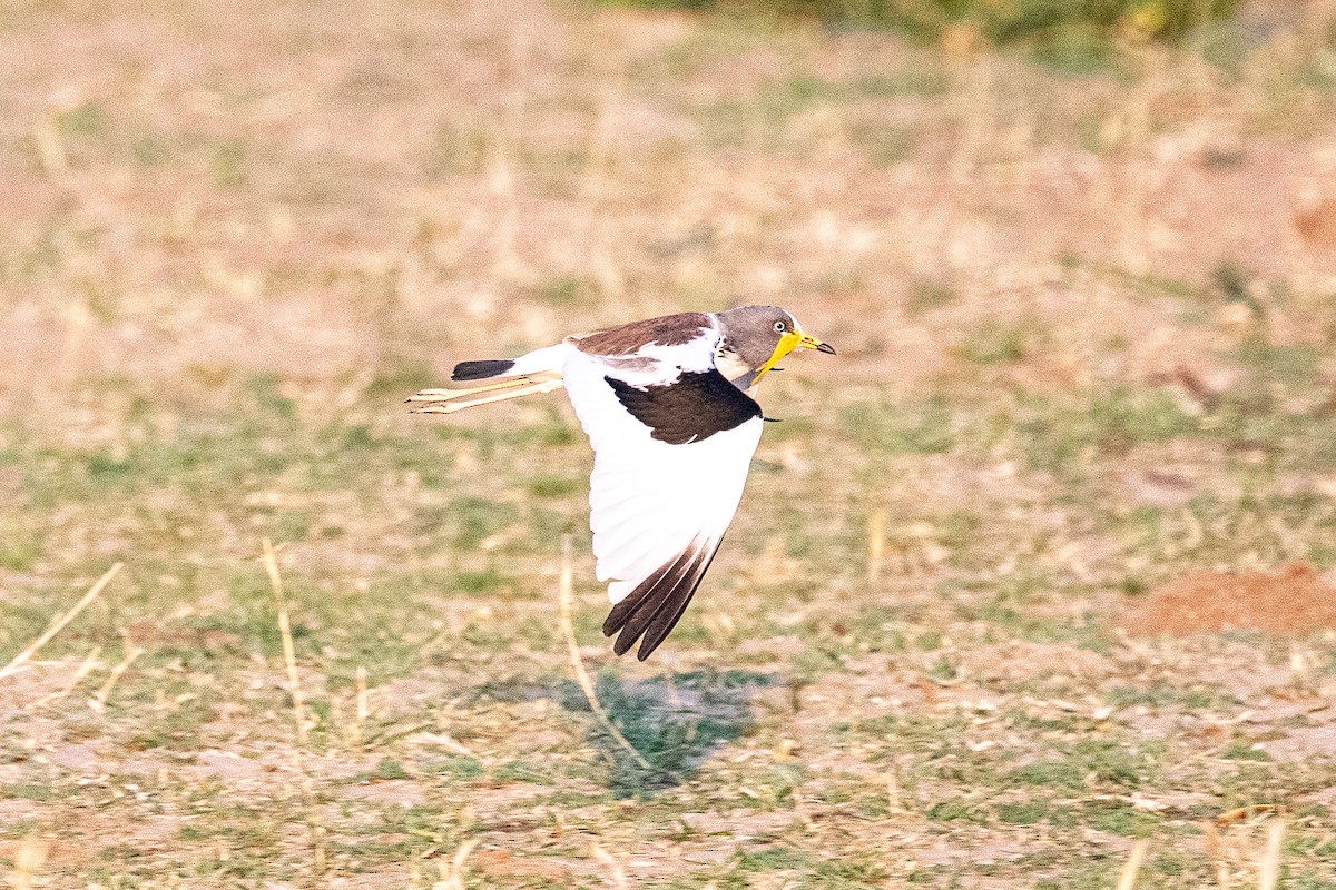 White-crowned Lapwing - ML642707220