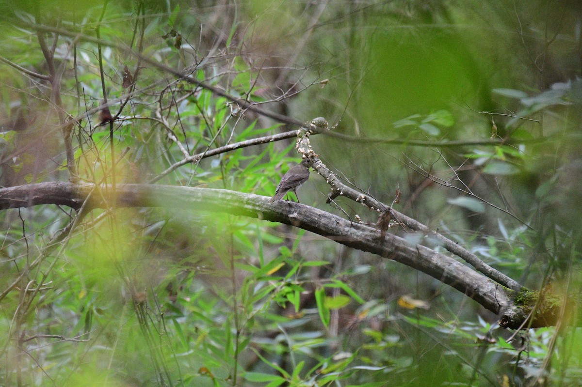 Gray-cheeked Thrush - ML642707221