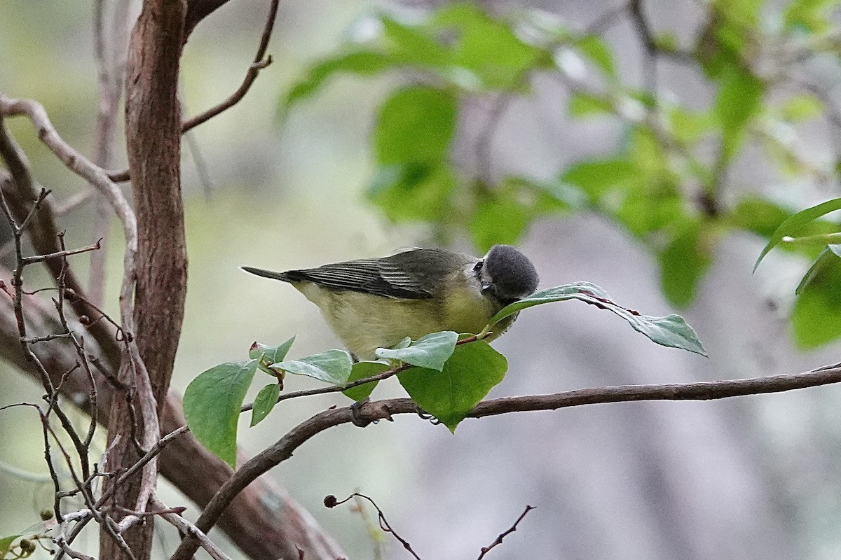 Philadelphia Vireo - ML642707222