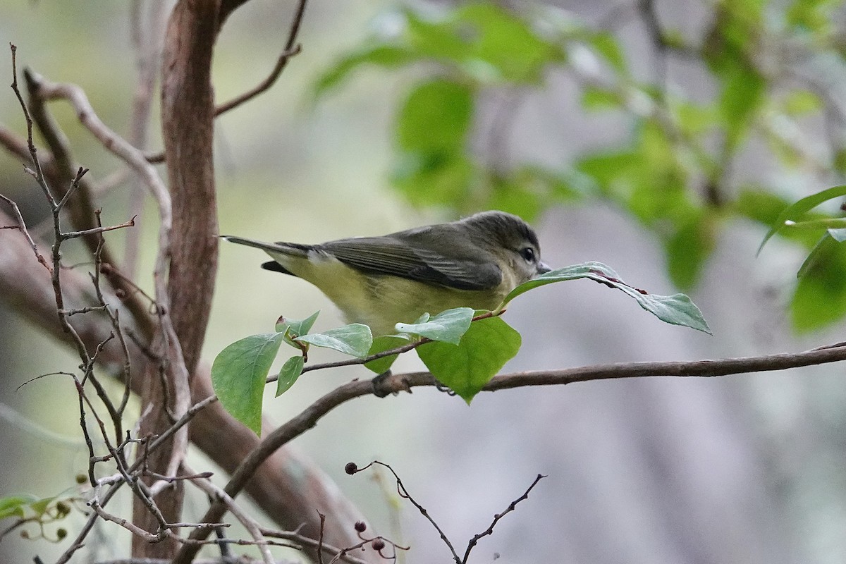 Philadelphia Vireo - ML642707223