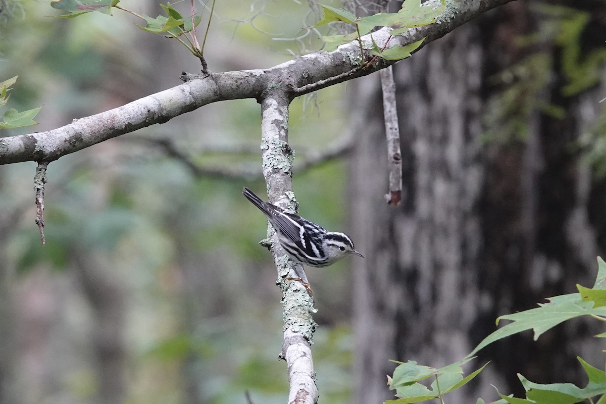 Black-and-white Warbler - ML642707239