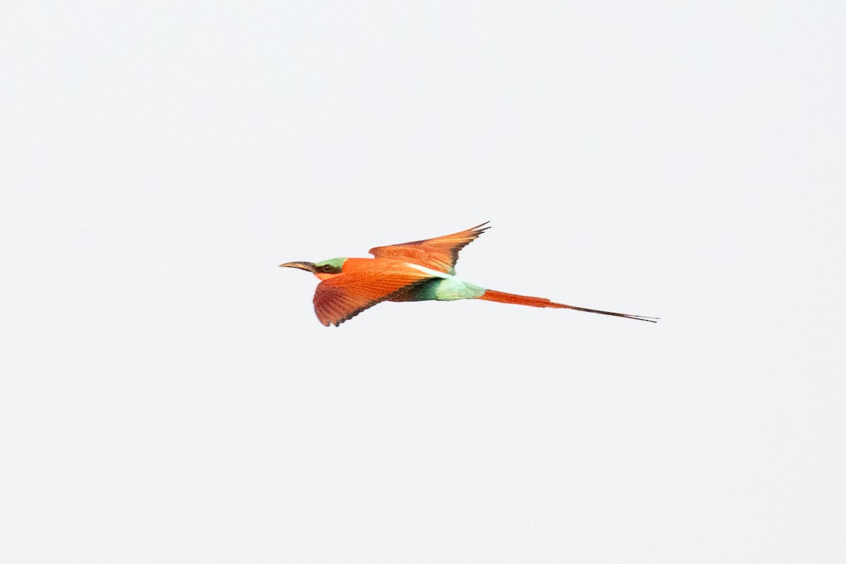 Southern Carmine Bee-eater - ML642707245