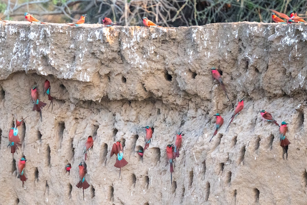 Southern Carmine Bee-eater - ML642707246