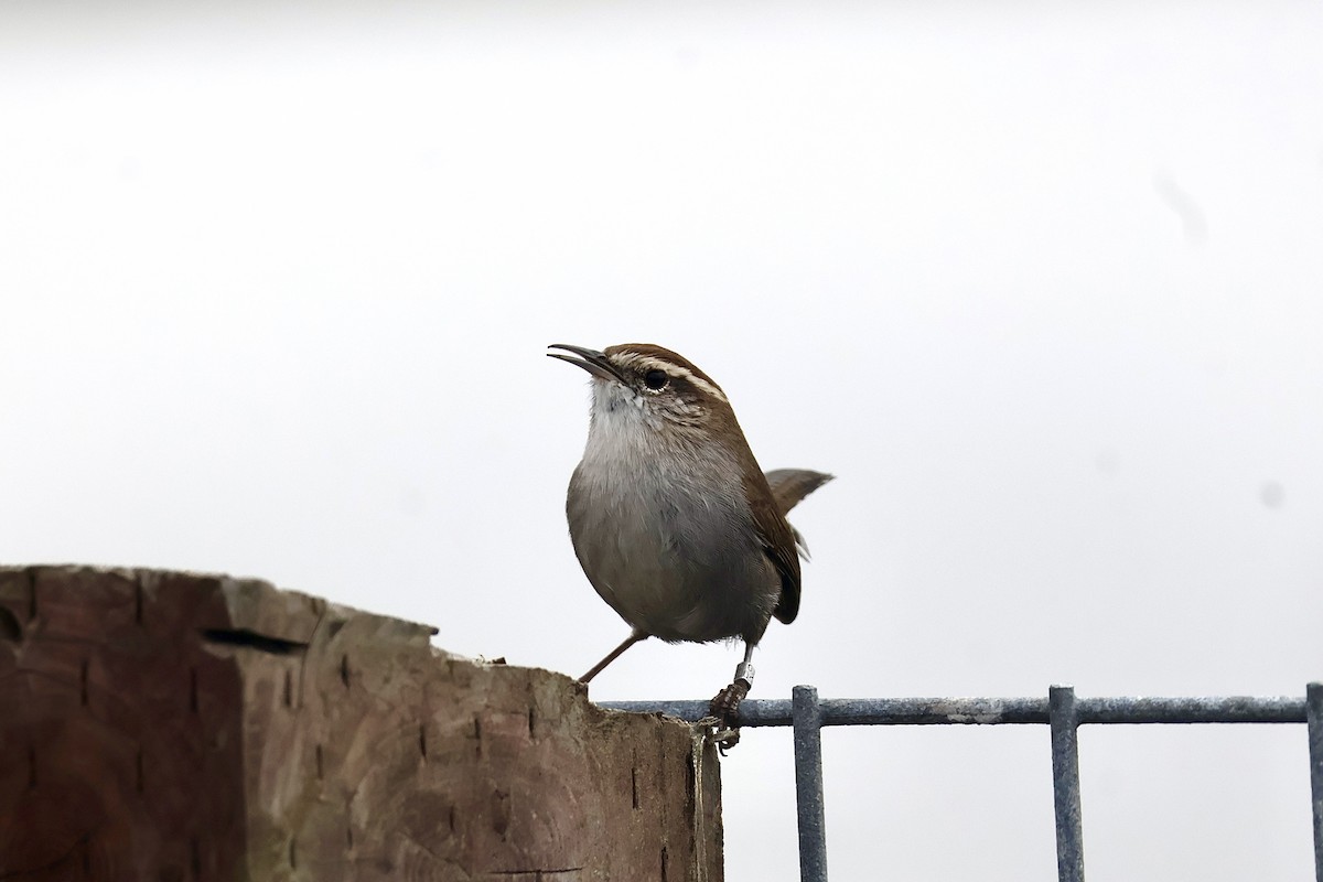 Bewick's Wren - ML642707266