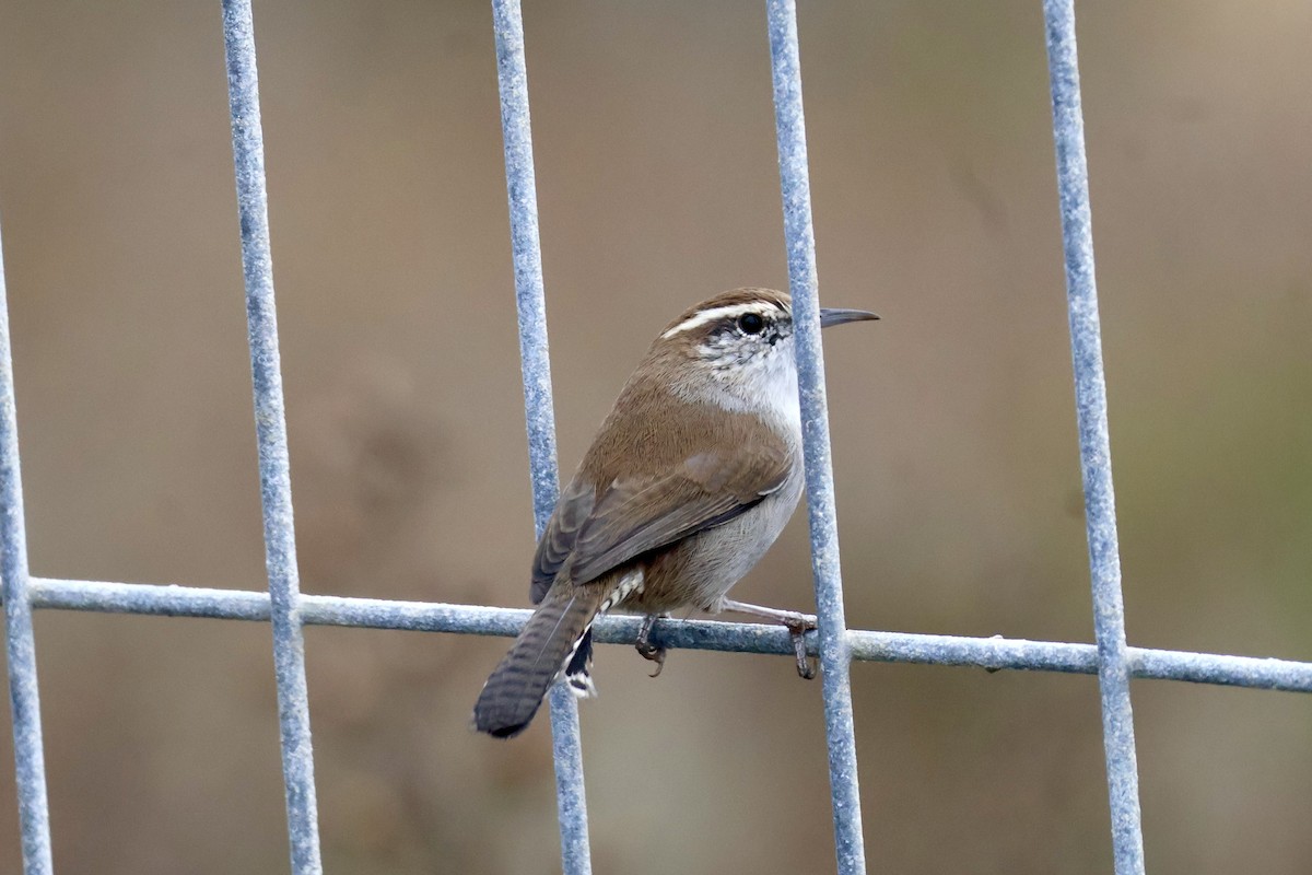 Bewick's Wren - ML642707267