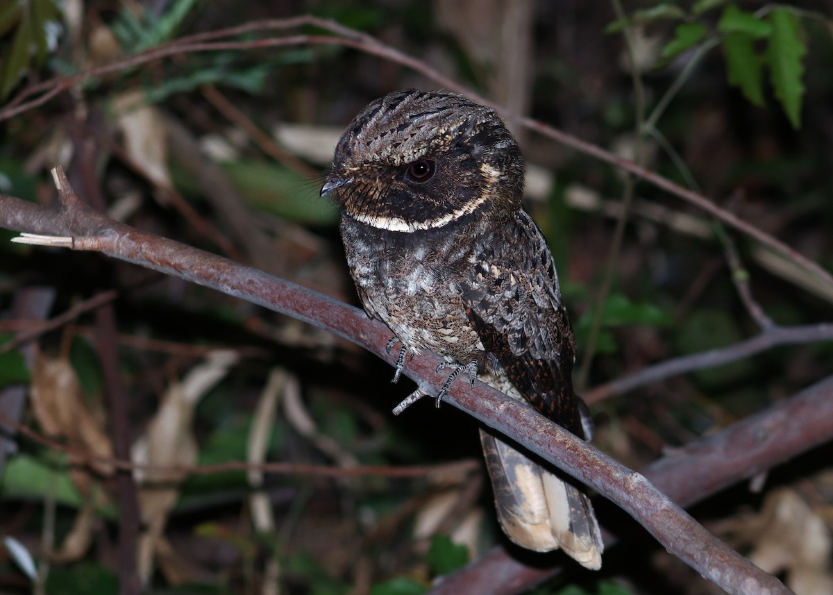 Rufous Nightjar - ML642707268
