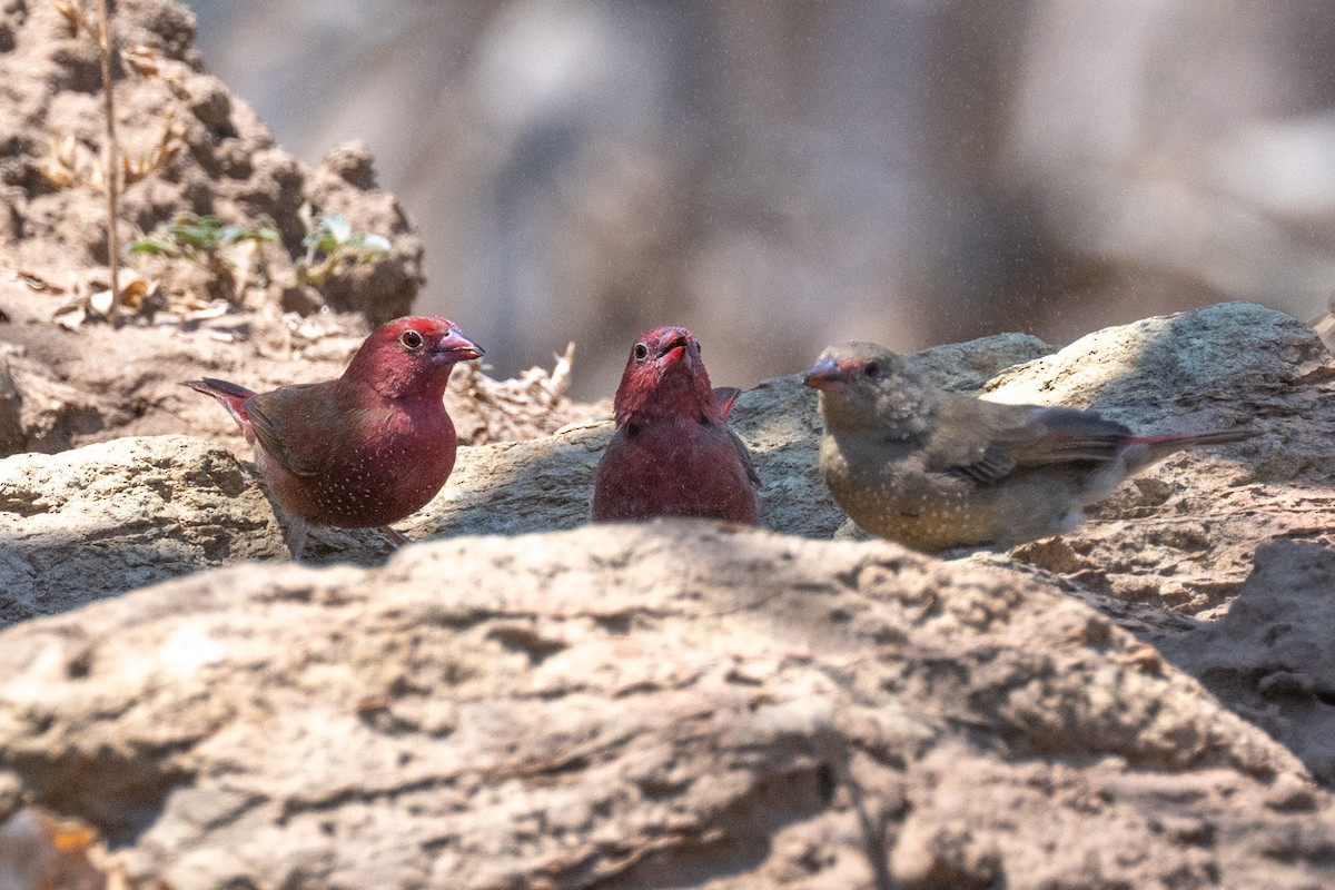 Red-billed Firefinch - ML642707269
