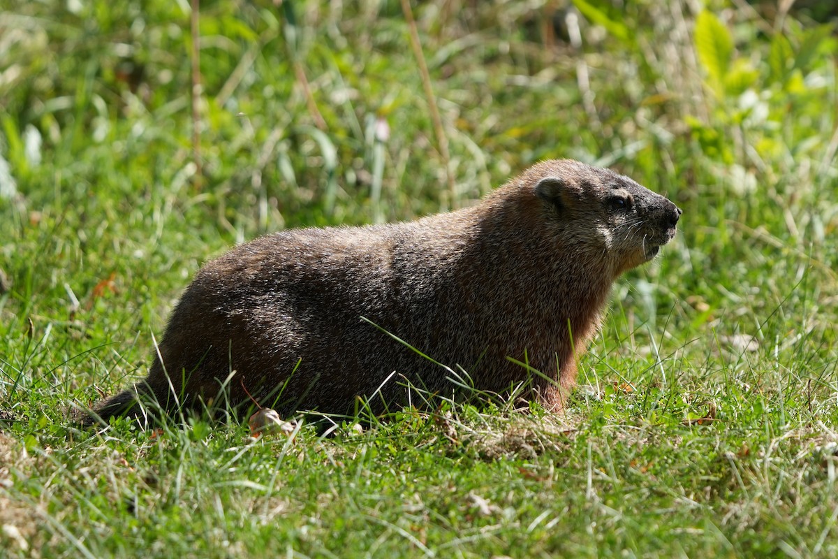 Kuzey Amerika Marmotu - ML642707273
