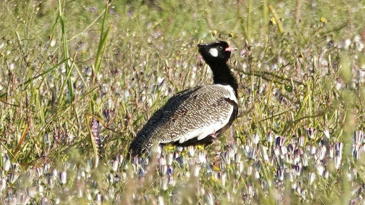 Black Bustard - ML642707283