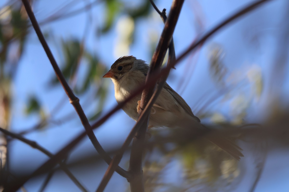 Clay-colored Sparrow - ML642707288