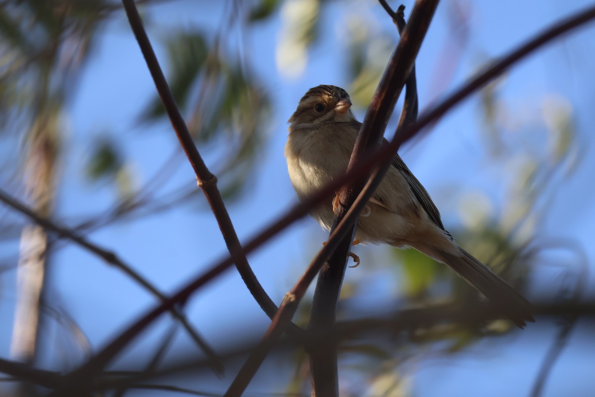 Clay-colored Sparrow - ML642707289