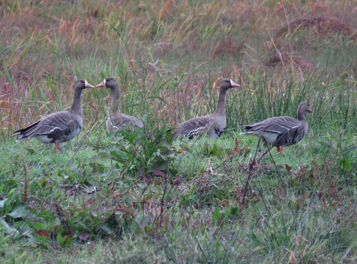 Greater White-fronted Goose - ML642707302