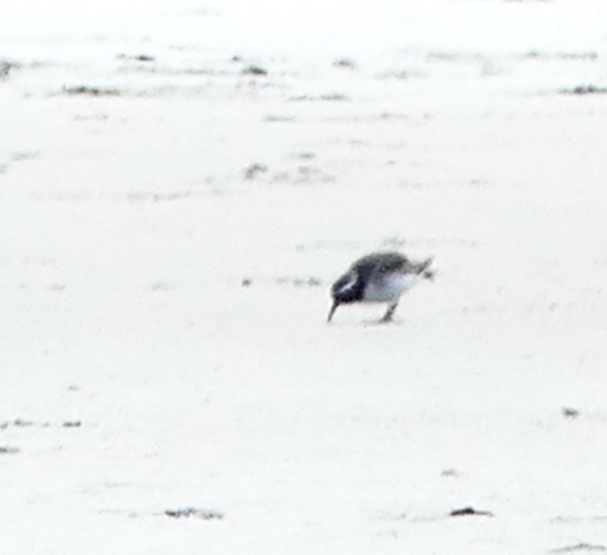Shore Plover - ML642707312