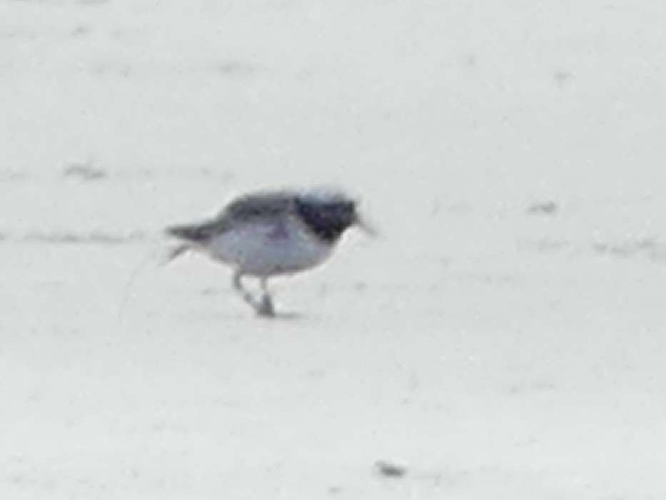 Shore Plover - ML642707313