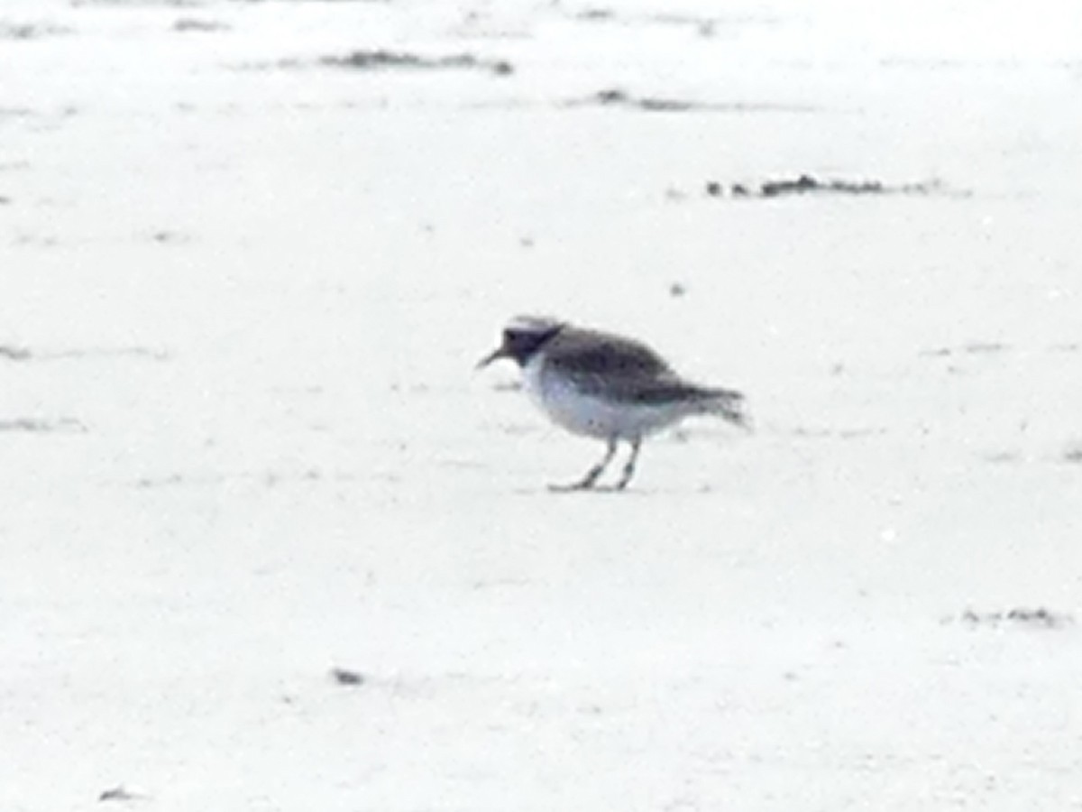 Shore Plover - ML642707314