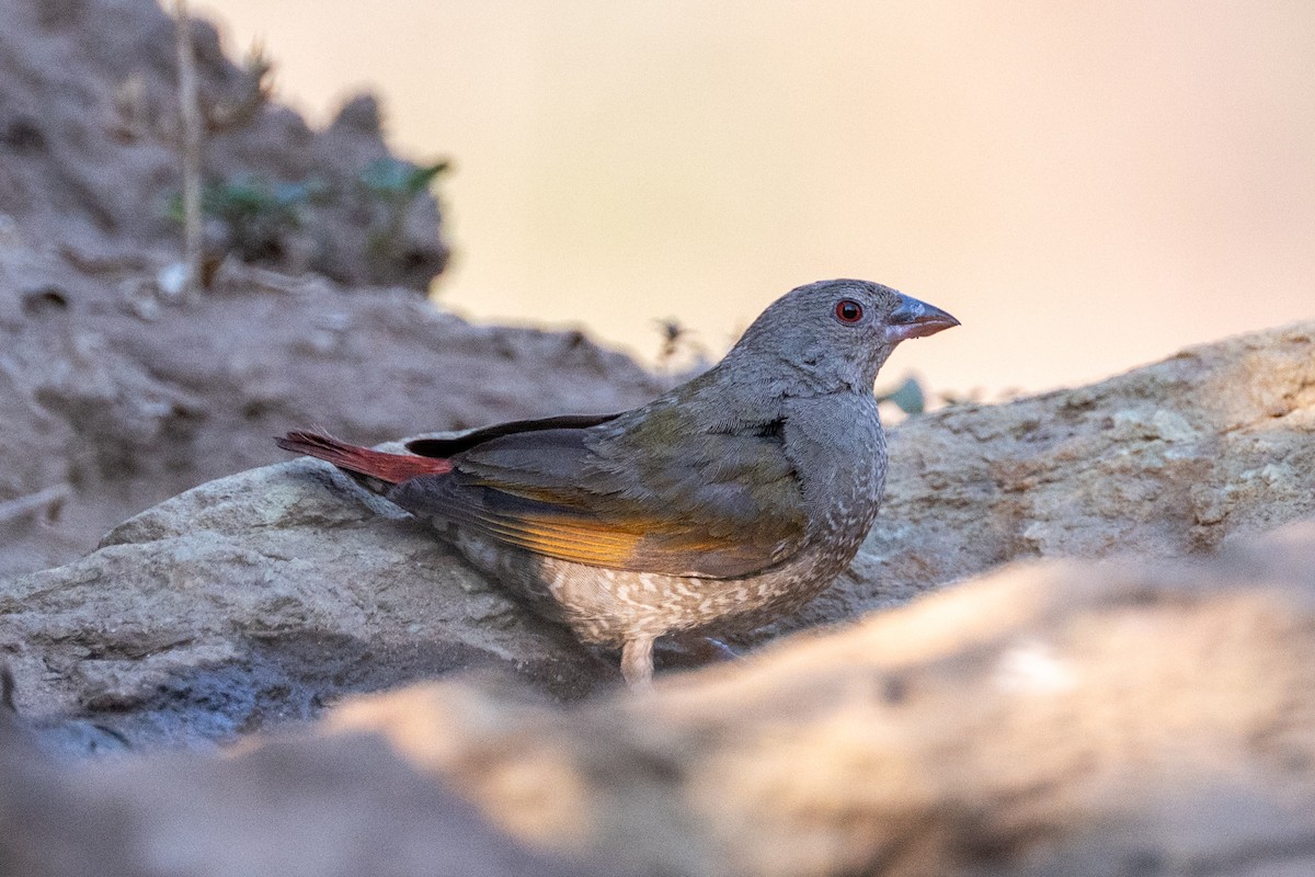 Orange-winged Pytilia - ML642707327