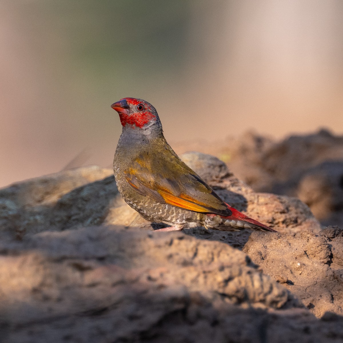 Orange-winged Pytilia - ML642707328