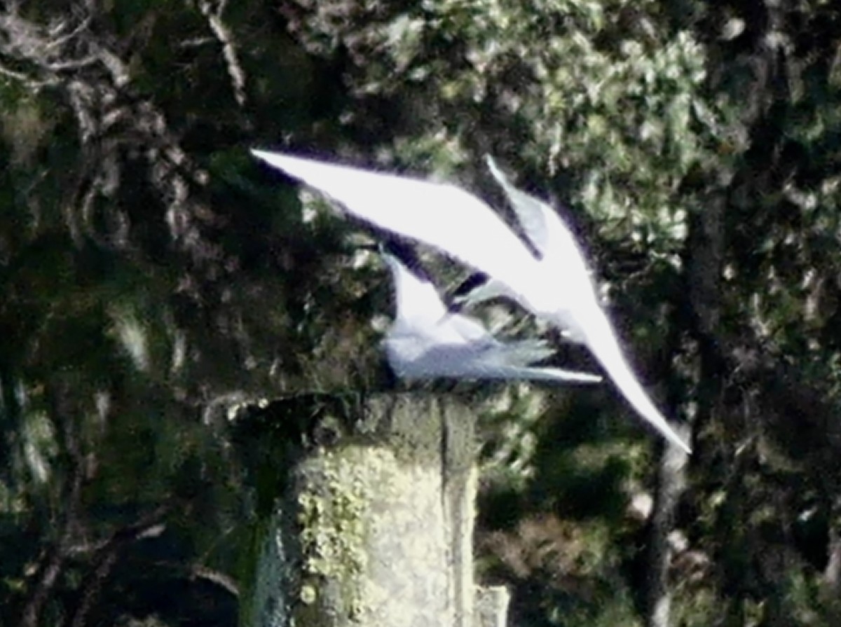 White-fronted Tern - ML642707345