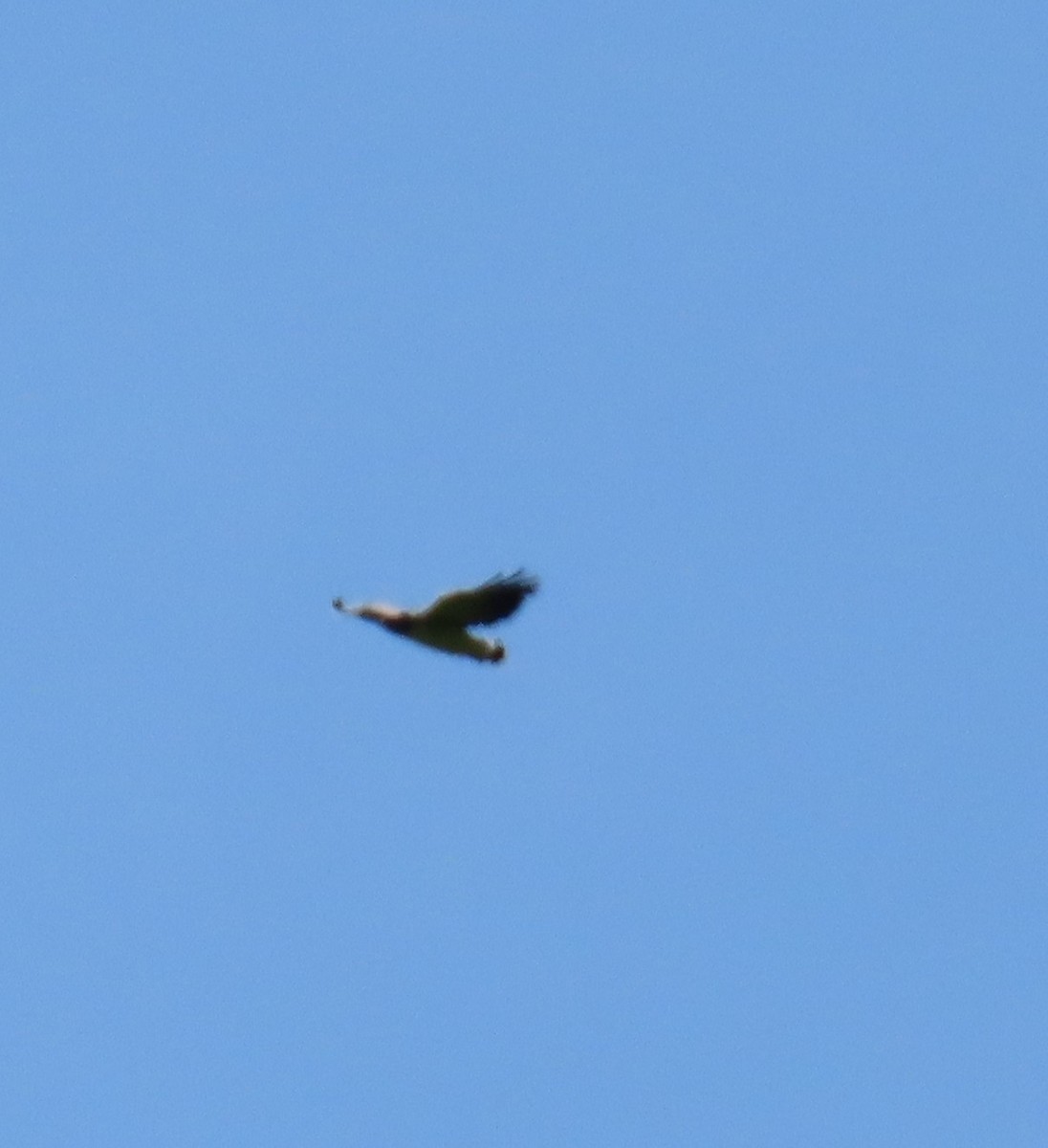 White-tailed Hawk - ML642707361