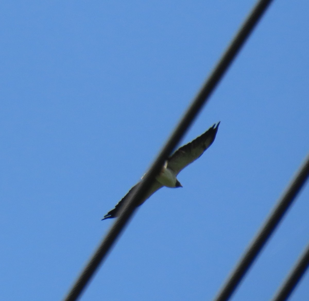 White-tailed Hawk - ML642707362