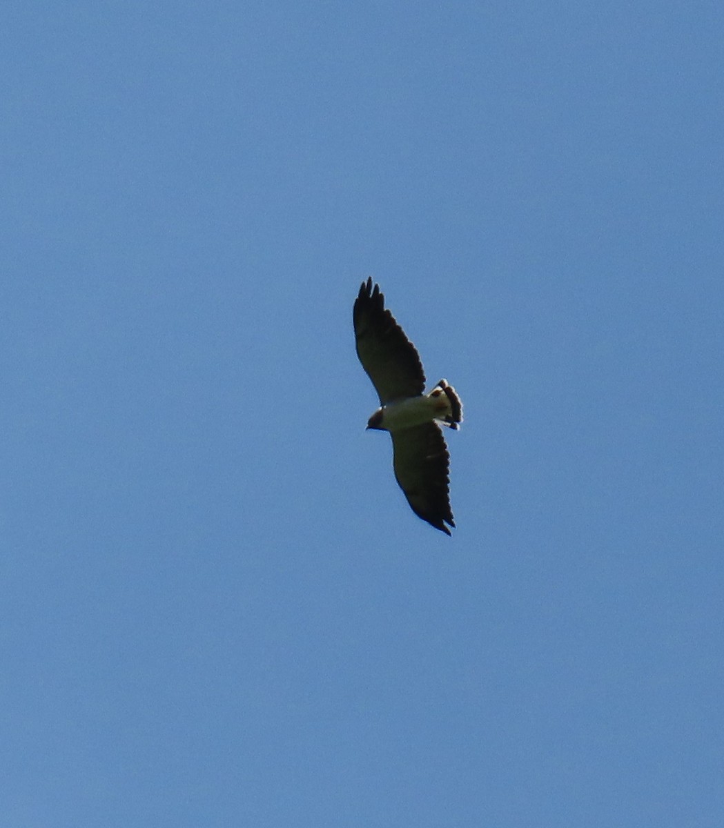 White-tailed Hawk - ML642707363