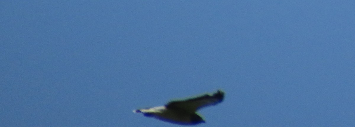 White-tailed Hawk - ML642707364