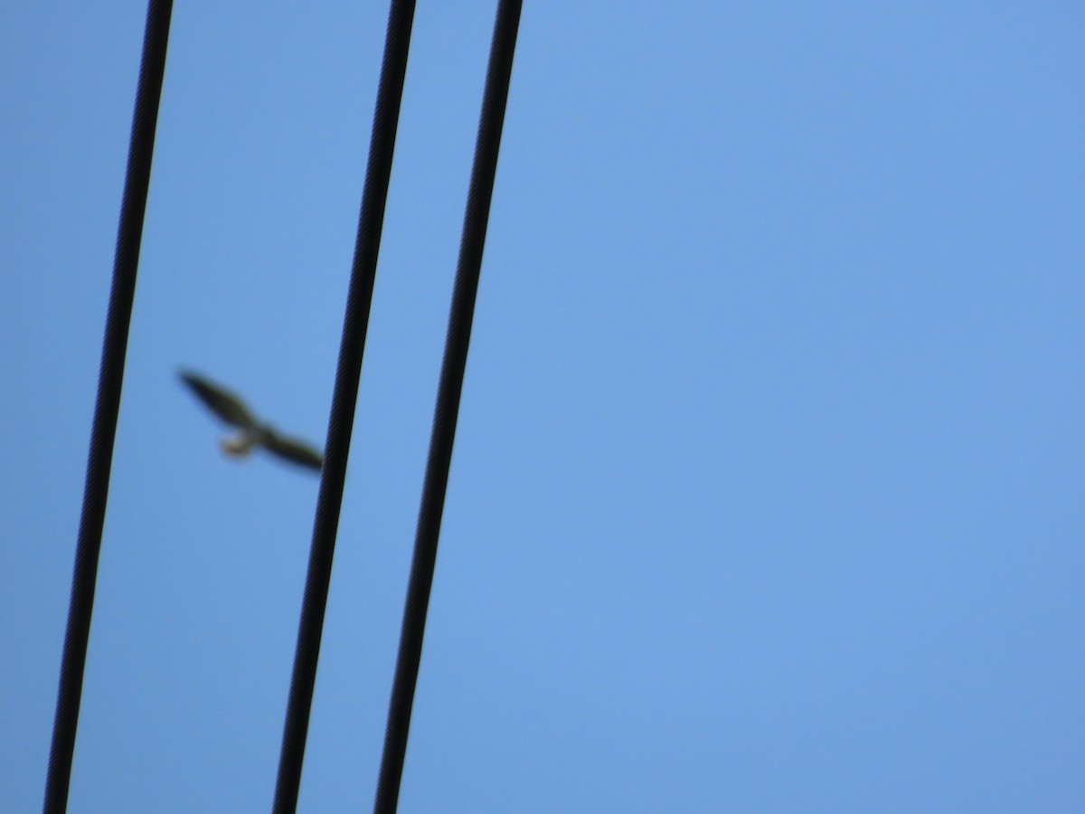 White-tailed Hawk - ML642707365