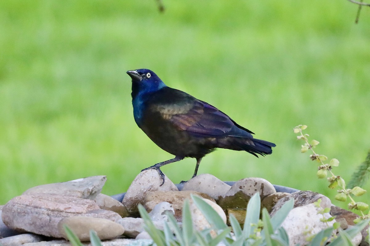 Common Grackle - ML642707366