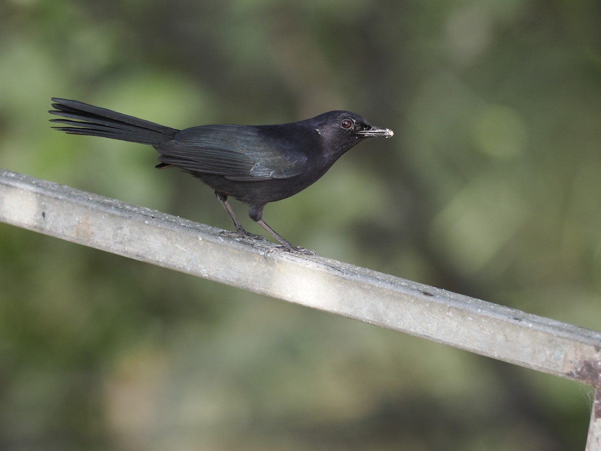 Black Catbird - ML642707378