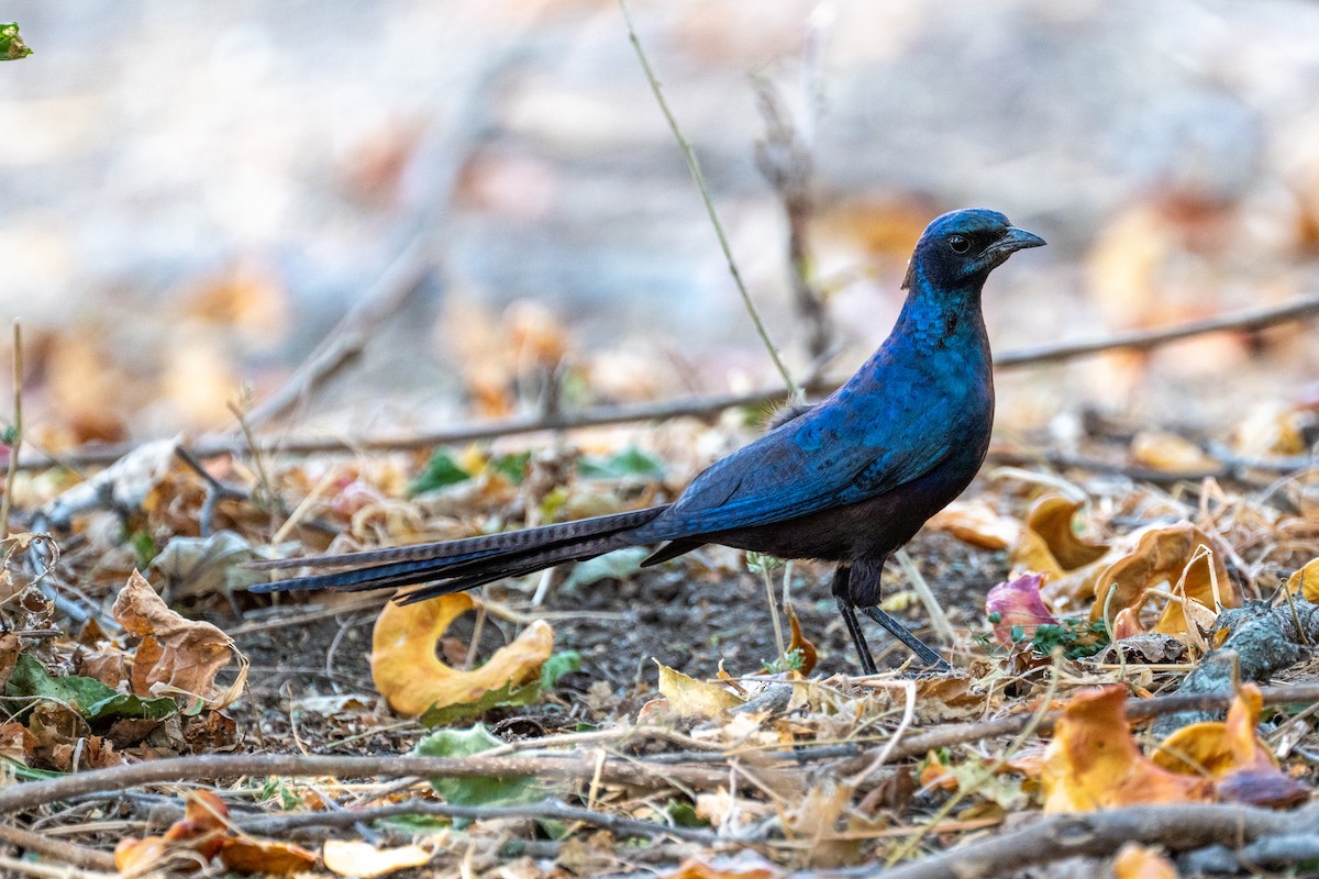 Meves's Starling - ML642707380