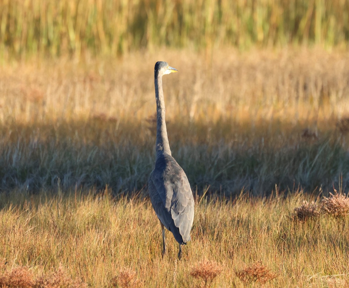Great Blue Heron - ML642707383