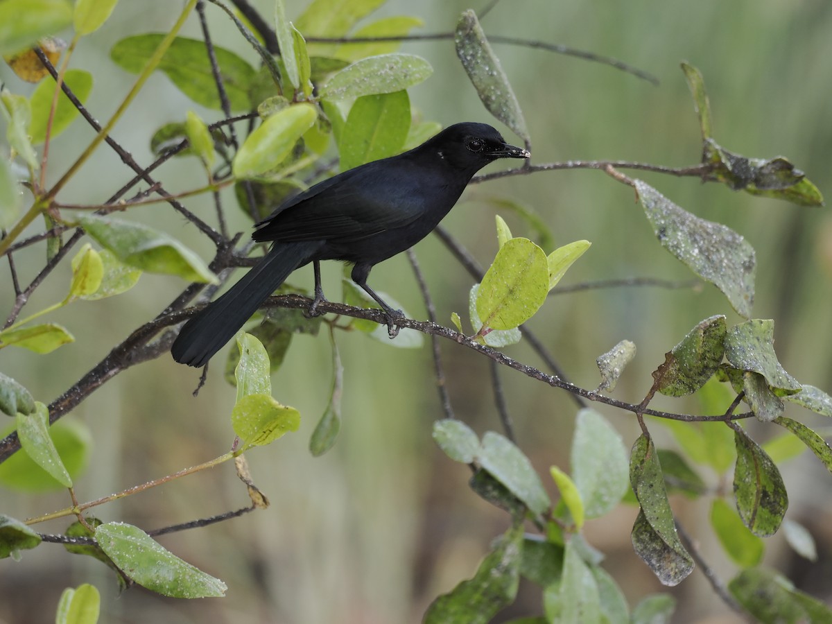 Black Catbird - ML642707384