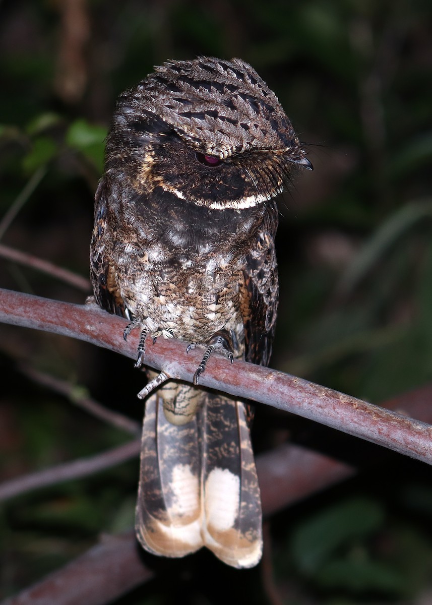 Rufous Nightjar - ML642707385