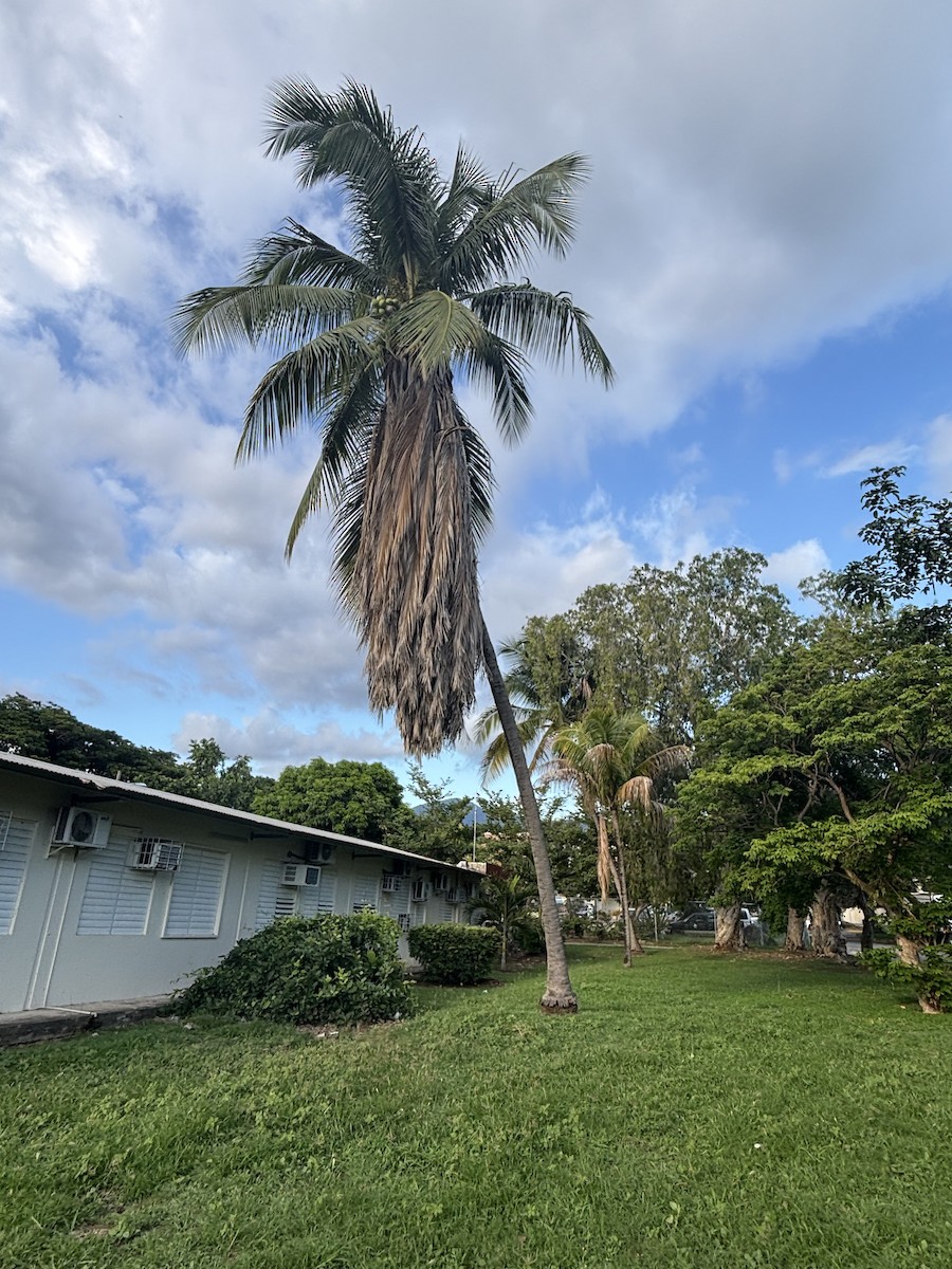 Antillean Palm Swift - ML642707389